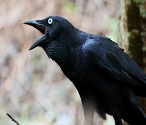 Made By Counterpoint Magazine Mimpi Burung Gagak Putih