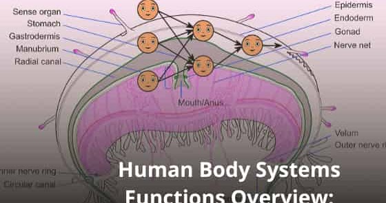 what-are-the-11-body-systems-and-their-functions-recent-post-daily