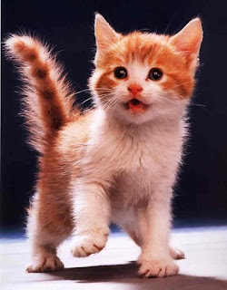 ANIMALADAS /CUIDADOS: El Comportamiento del Gato