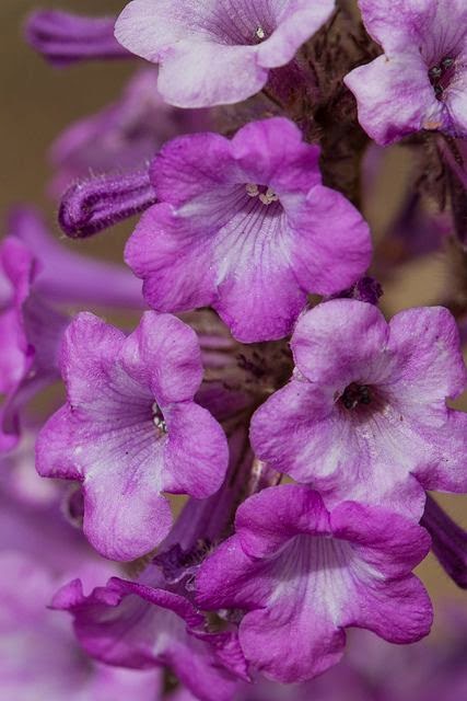 Felt-leaved Yerba Santa