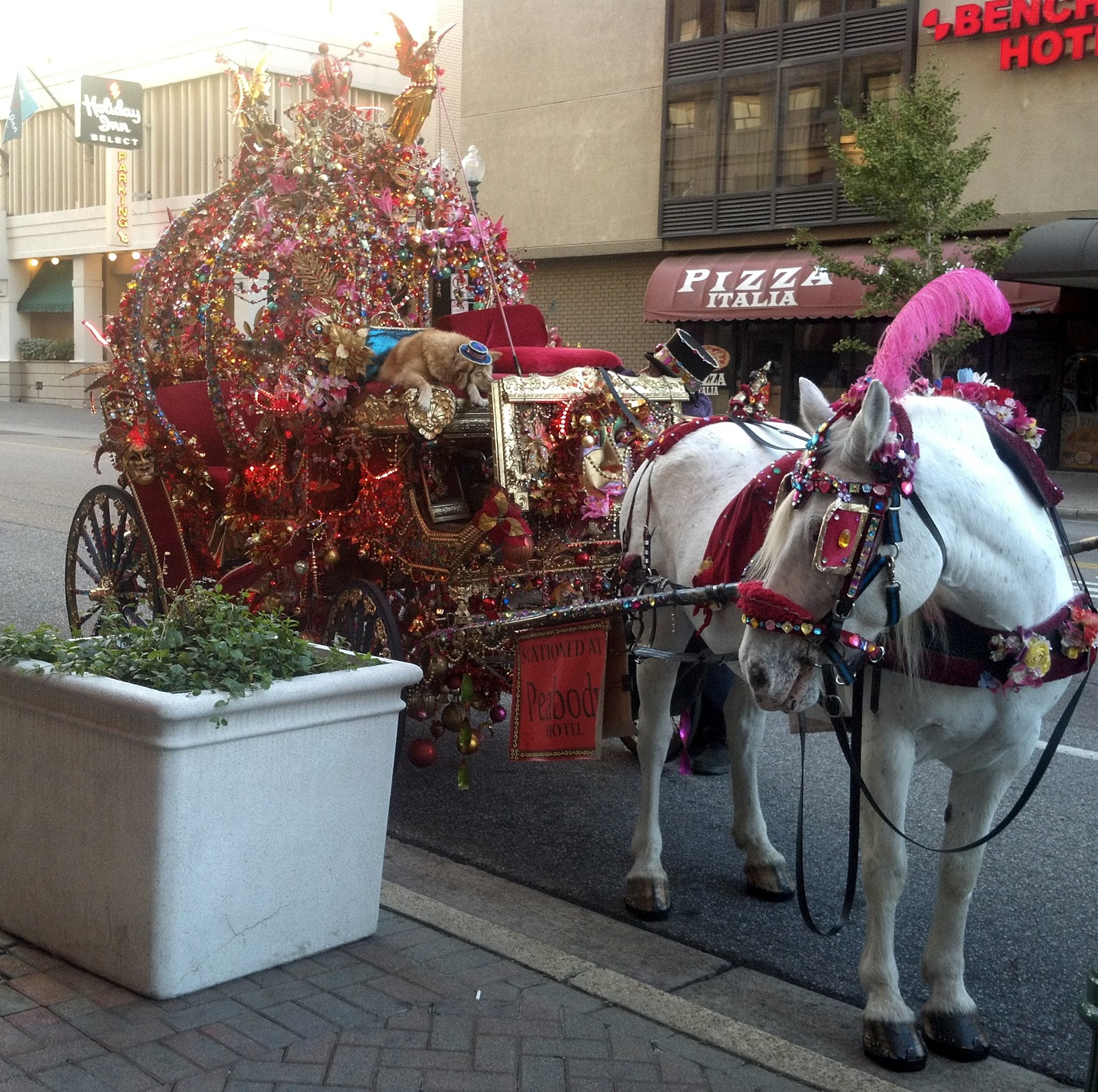 Behind the Bit Downtown Memphis pony ride