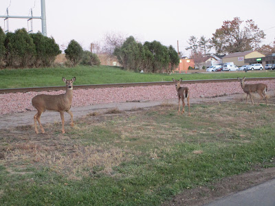 Deer by Cedar River Trail