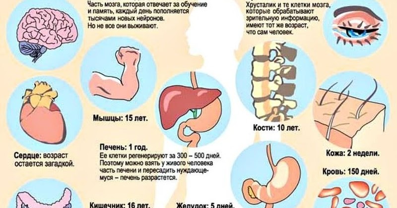 обновление органов человека сроки. обновление органов человека сроки. время обновления клеток в организме. обновление клеток кожи. скорость обновления клеток организма.