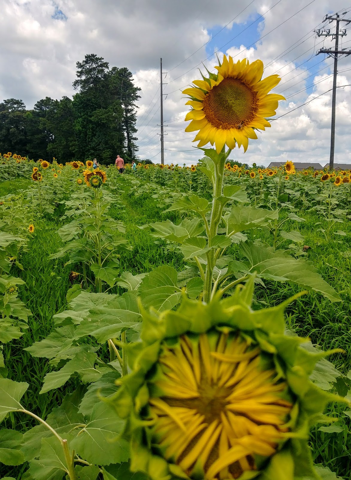 Another Mile Another Destination Blog Anderson’s Sunflower Farm