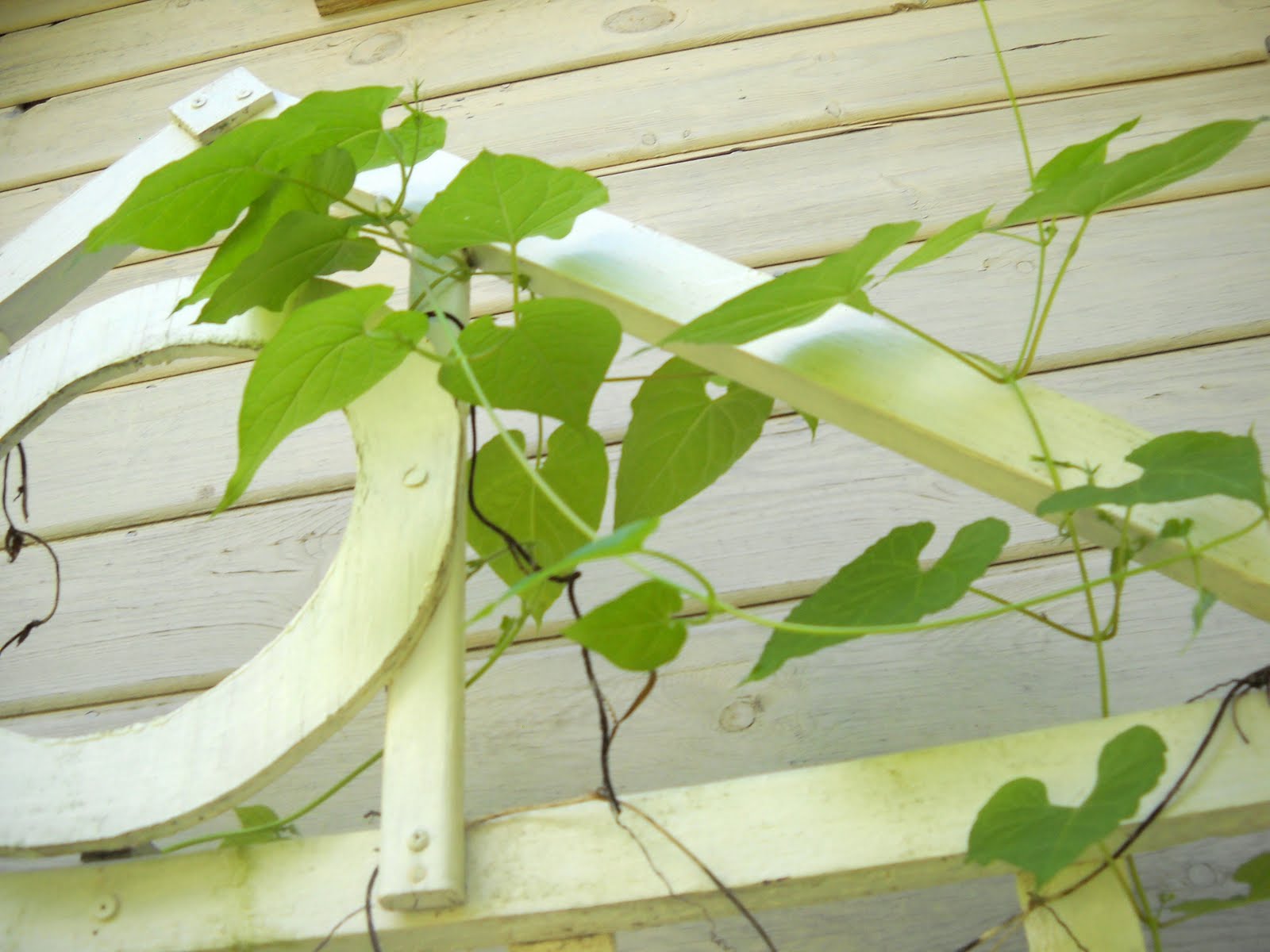 Larry's Creative Zone Volunteer vine and morning glory vine.......
