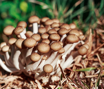 shimeji mushrooms