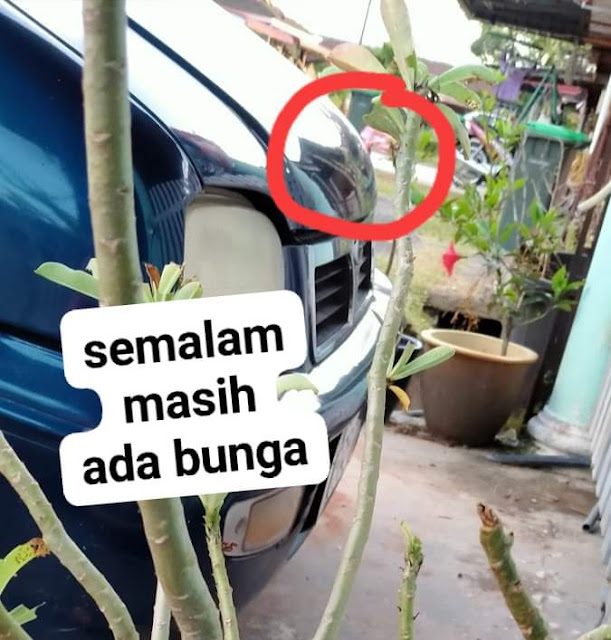 Pokok Bunga Kemboja Cina Diserang Ulat Daun