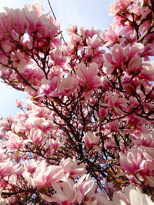 Magnolia Alexandrina