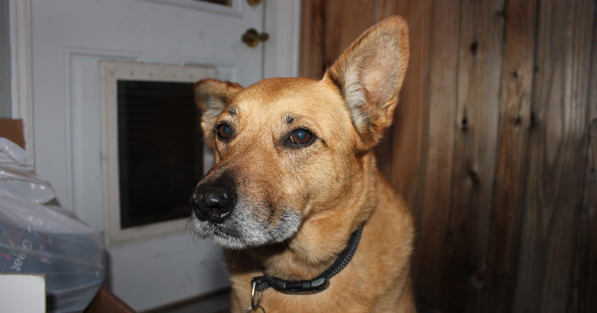 Content Provider Homemade Magnetic Dog Flap Nirvana