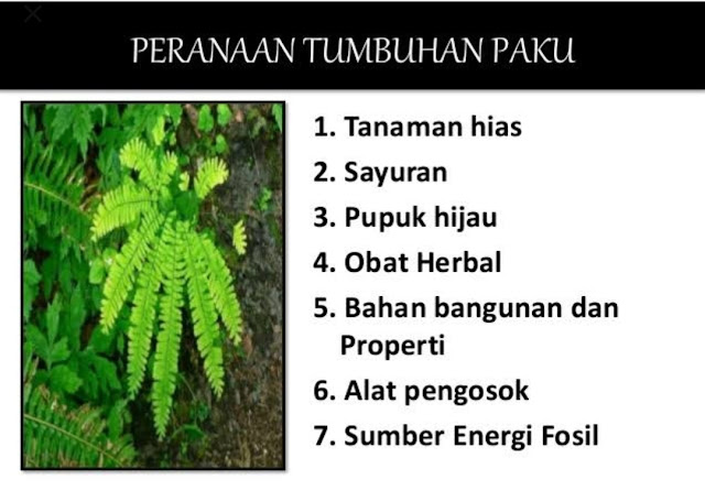 Ciri-ciri, Morfologi, Klasifikasi, Daur hidup dan Peranan Tumbuhan Paku