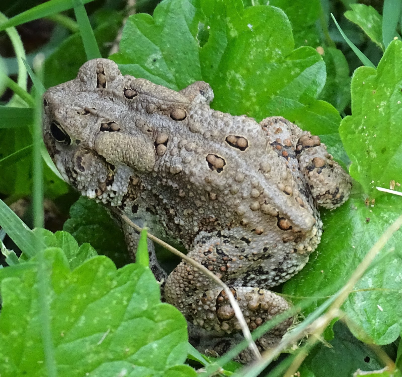 Forsythia Hill Finds: Annual 2020 Virginia Herpetological Society count