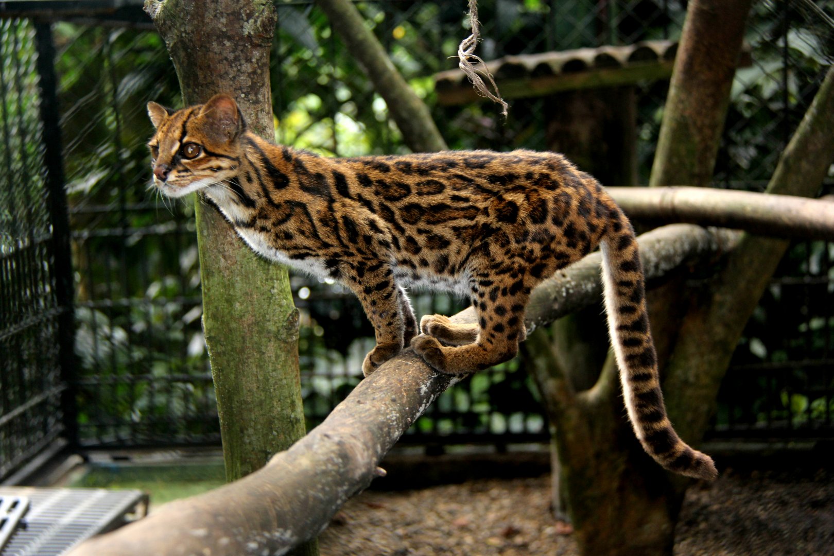 Маргаи кошки. Оцелот, онцилла, Маргай. Леопард онцилла. Онцилла (leopardus tigrinus). Амазонский Оцелот.
