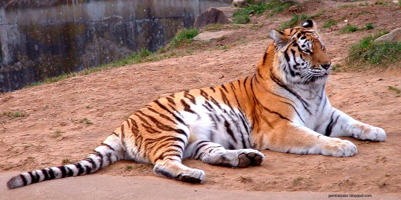 Gambar Hewan Langka | Gambar Julax