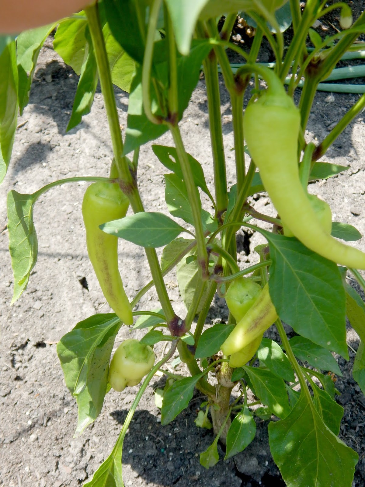 How to Pickle Banana Peppers Ally's Sweet & Savory Eats