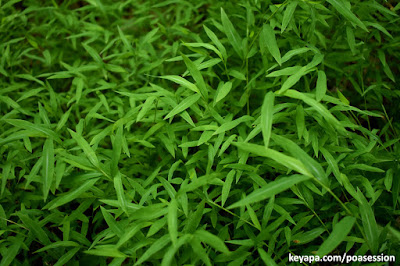 Japanese Stilt Grass (Microstegium vimineum)