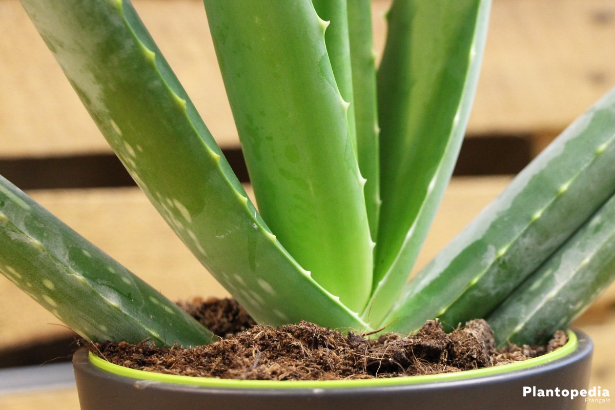 Pourquoi l'aloe vera pourri ?