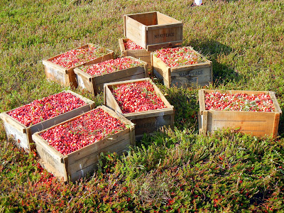Wooden crates filled with freshly picked cranberries