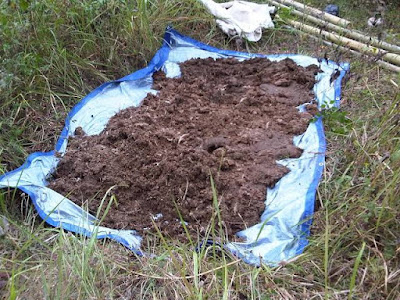 Langkah membuat pupuk dari kotoran ternak.