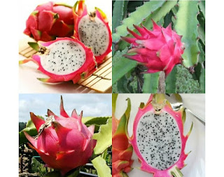 Everything You've Ever Wanted to Know About How To Grow Dragon Heart Fruit At Home
