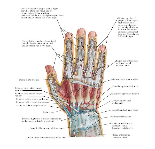 Nerves and Arteries of Dorsal Hand and Wrist Anatomy