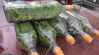 Фласки орхидей что это такое. Смотреть фото Фласки орхидей что это такое. Смотреть картинку Фласки орхидей что это такое. Картинка про Фласки орхидей что это такое. Фото Фласки орхидей что это такое Фласки орхидей что это такое. Смотреть фото Фласки орхидей что это такое. Смотреть картинку Фласки орхидей что это такое. Картинка про Фласки орхидей что это такое. Фото Фласки орхидей что это такое