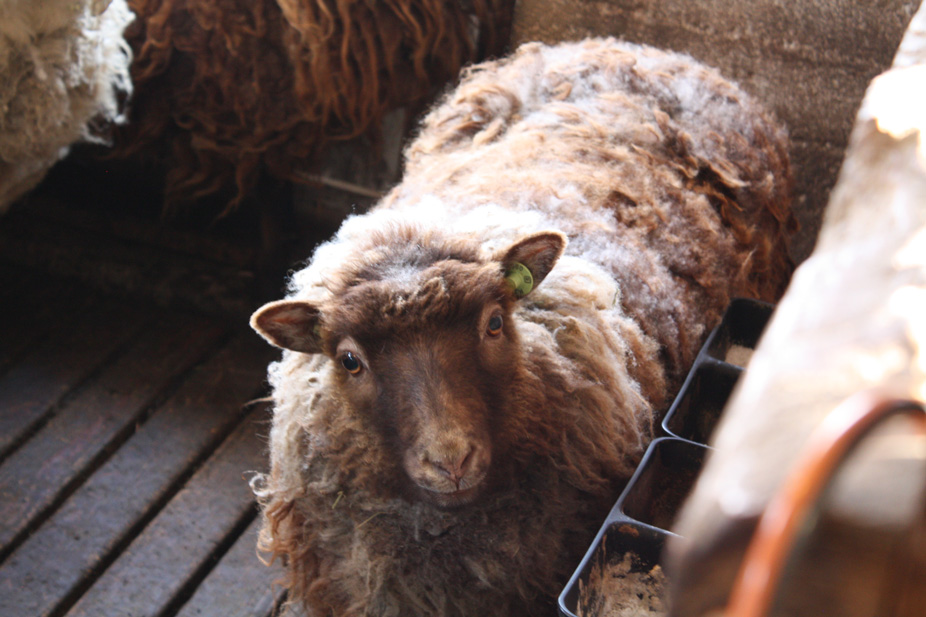 Edencroft Farm Current Sale Animals Update