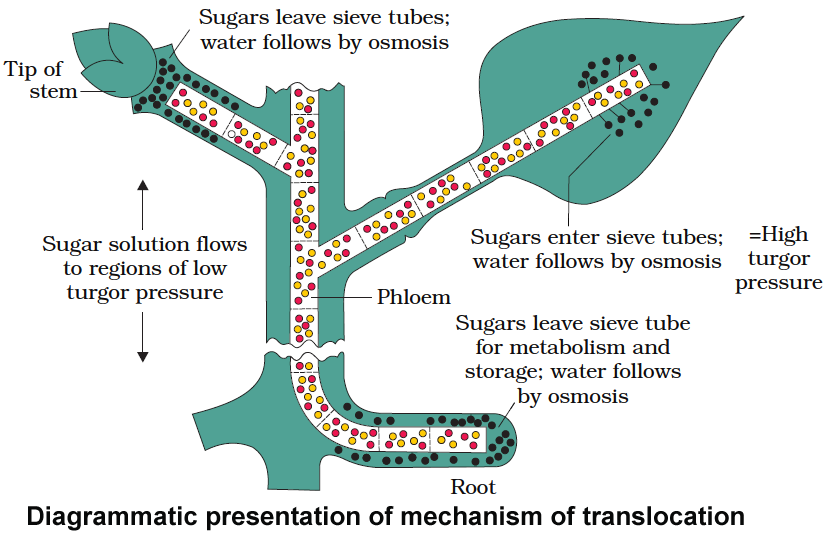 Transport in Plants Notes Class 11 Part 5 Uptake and Transport
