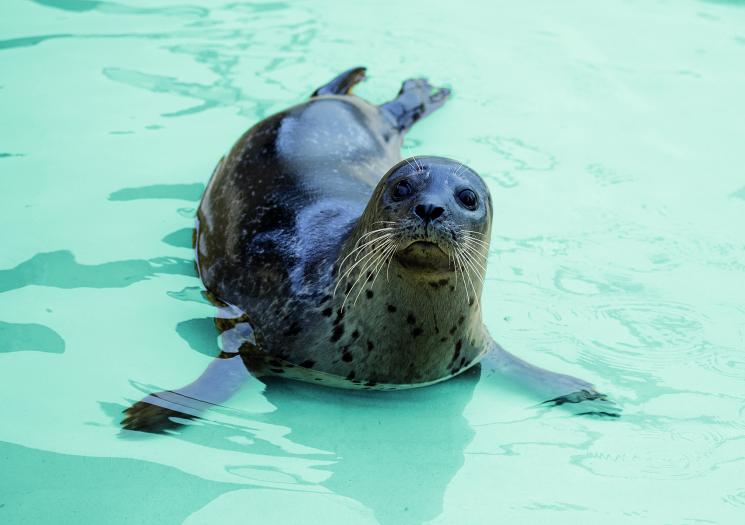 Cornish Seal Sanctuary open in December 2020