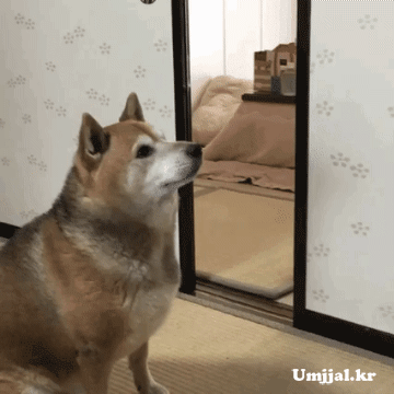 Umjjal_kr_100.gif