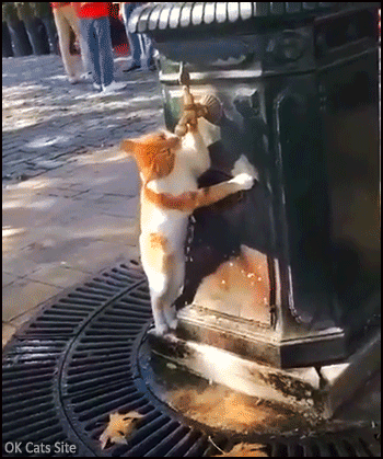 Funny Cat GIF • cat standing up drinking fresh water from public drinking water fountain