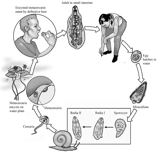 цикл развития легочного сосальщика схема. легочный сосальщик пагонимус. схема жизненного цикла парагонимуса. цикл развития легочного сосальщика. стадии жизненного цикла легочного сосальщика.