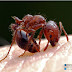 Hormigas Coloradas o de Fuego Solenopsis Invicta