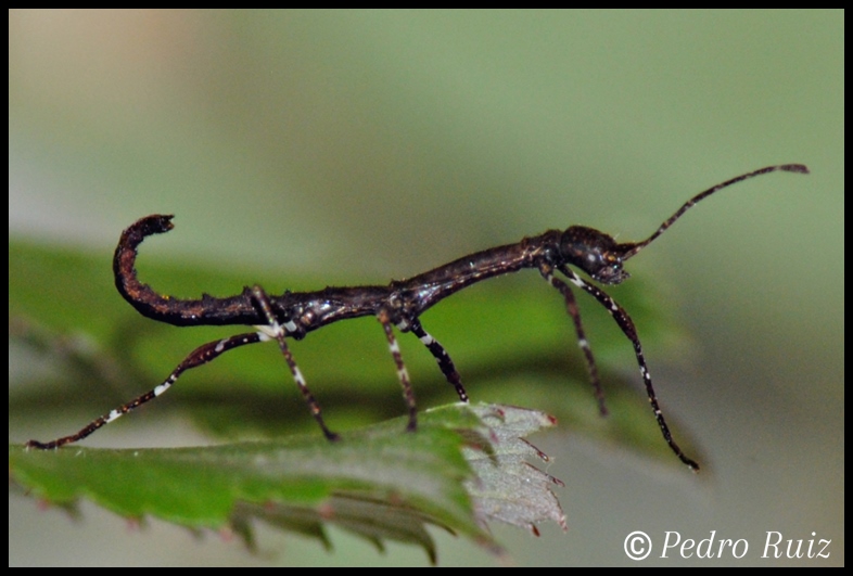 Ninfa L1 de Phenacephorus Latifemur, 1,5 cm de longitud Ninfa L1 de Phenacephorus Latifemur, 1,5 cm de longitud