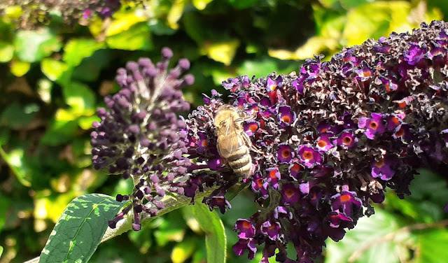 Buddleia