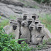 Read Reasons Why Police Declare Monkeys Wanted