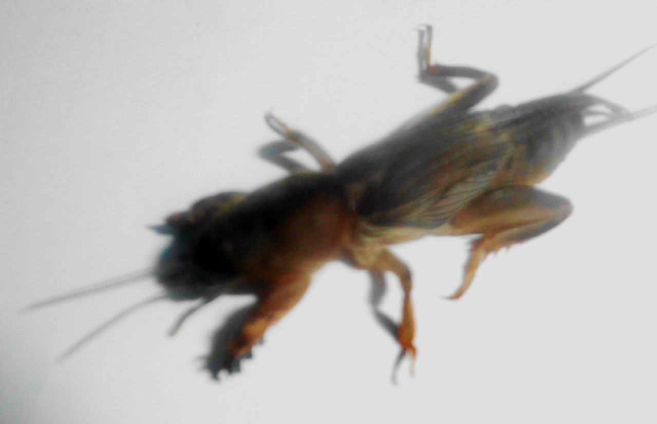 101 Gambar Hewan Gaang Kekinian Gambar Pixabay