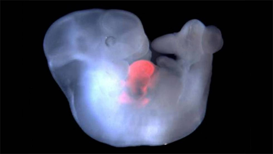 Meio humano meio macaco - embriões híbridos são criados em laboratório - Img