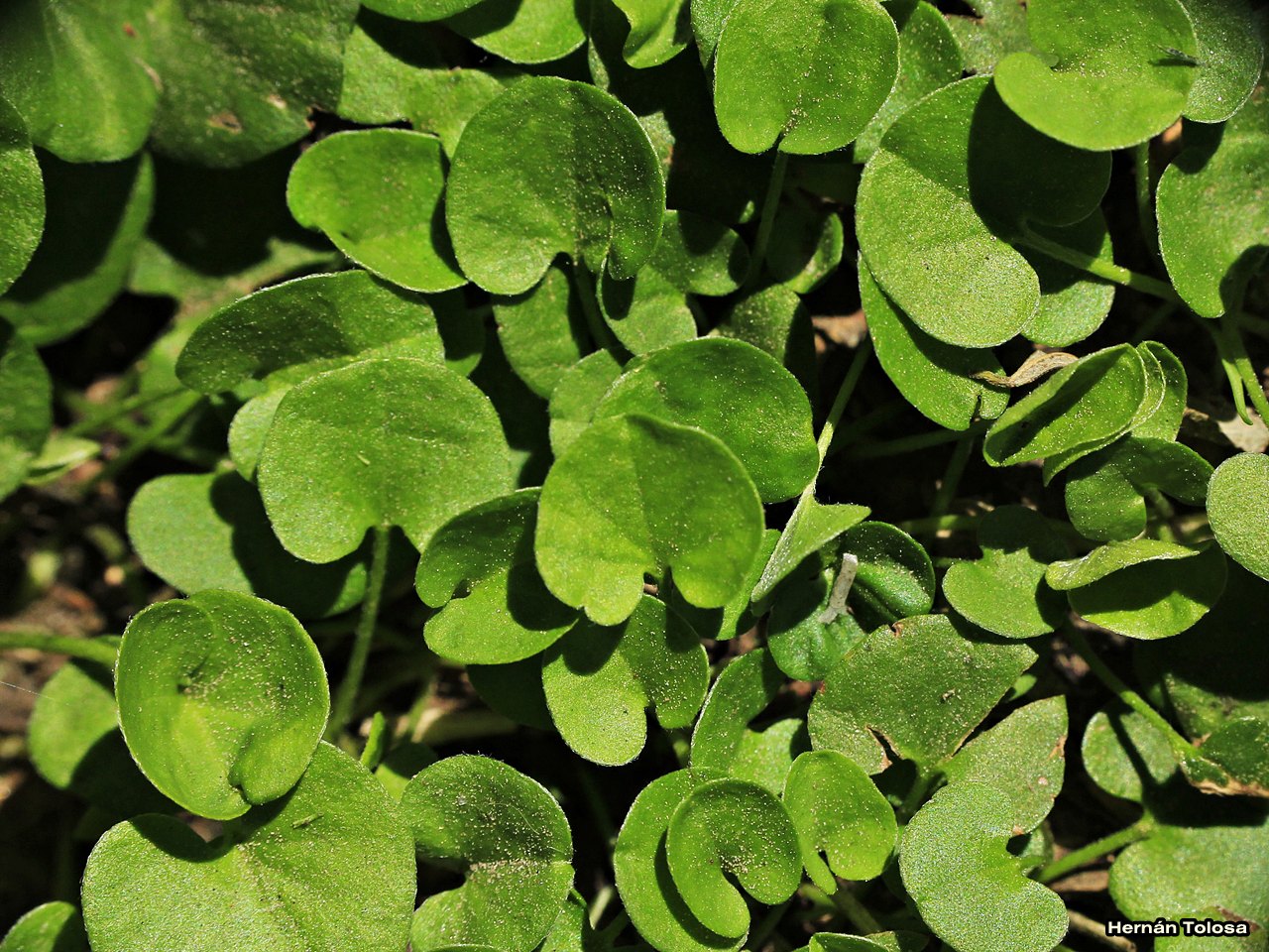Flora Bonaerense: Oreja de ratón (Dichondra microcalyx)