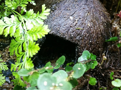 Coco nut hut in Paludarium jungle
