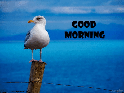 New Good Morning HD Images, Pics, Wallpapers Free Download