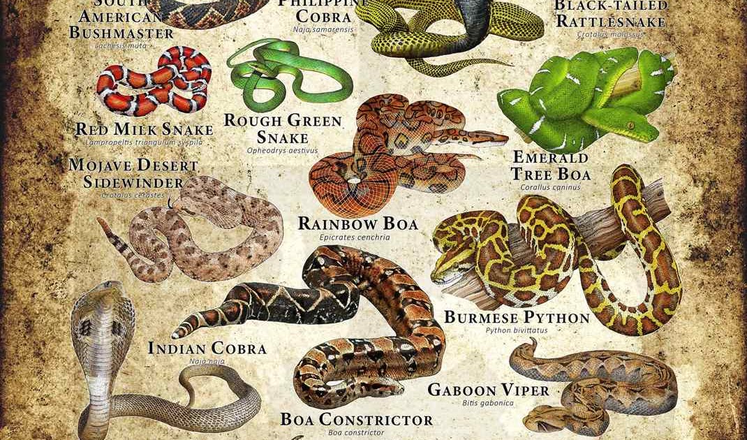 Serpientes conceptos básicos Serpientes conceptos básicos