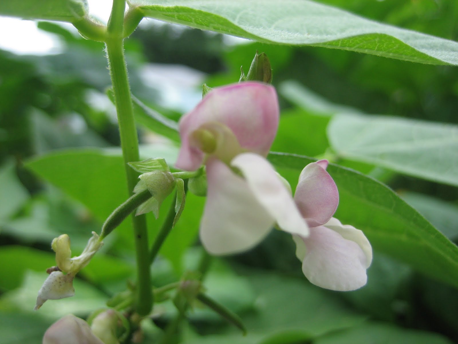 The Tacoma Kitchen Garden Journal: Horto Beans