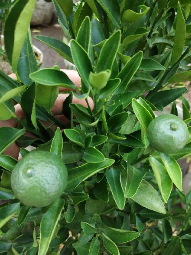 sudah berbuah bibit pohon Tanaman buah jeruk limo sudah berbuah nipis purut bali lemon siam kip keep Tasikmalaya