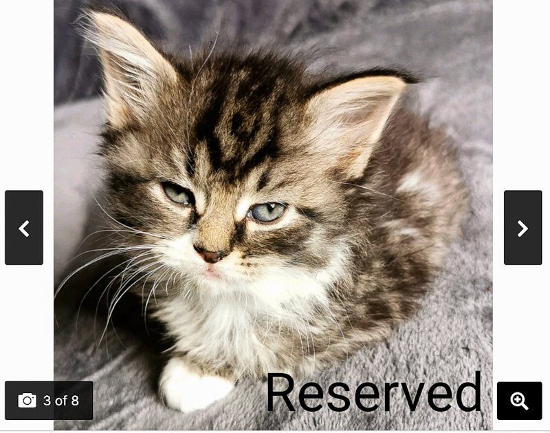 Your Maine Coon Guide