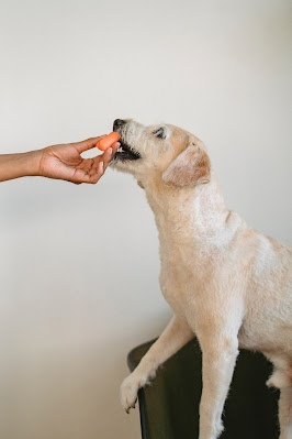 A cute dog eats a carrot from their owner's hand. Lessons in efficiency in dog training from peeling carrots like Grandma
