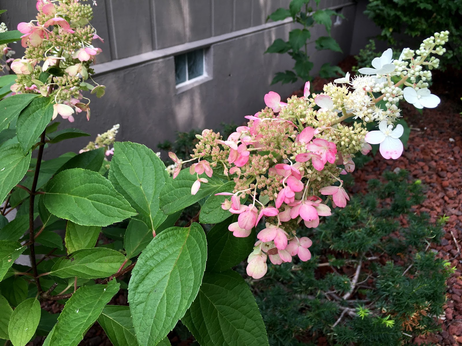 Big Bloomers Flower Farm Plant Of The Moment Hydrangea