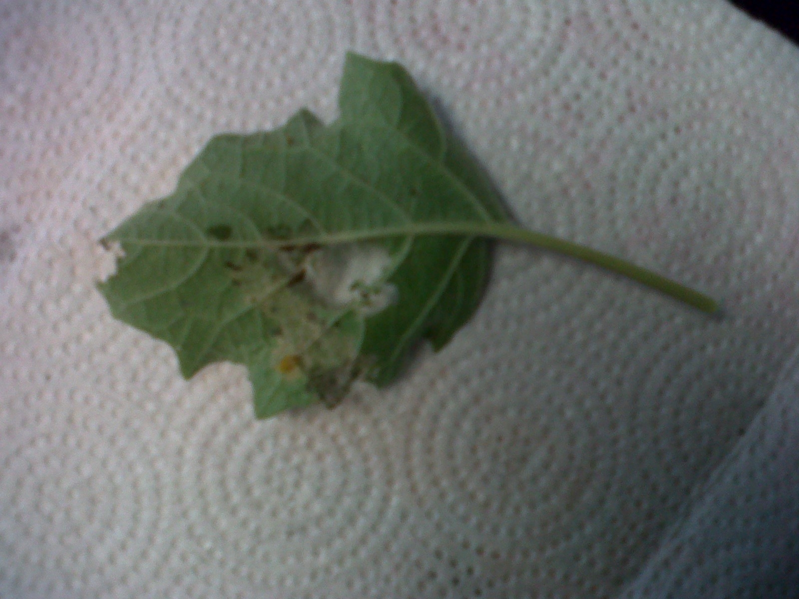 Bugs on tomatillo plants