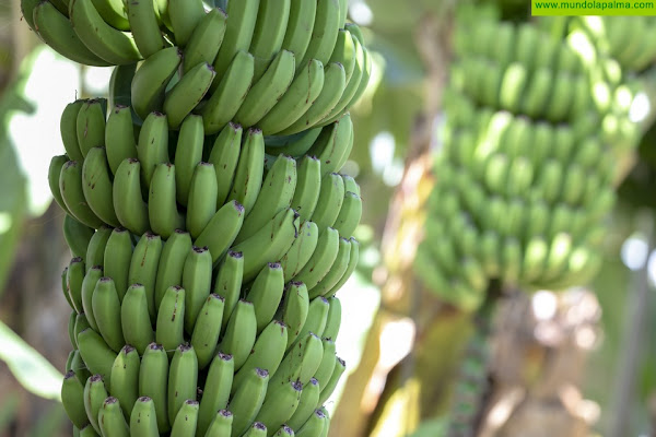 Desaladoras portátiles y buques cisterna garantizarán el suministro de agua agrícola en las zonas afectadas por el volcán