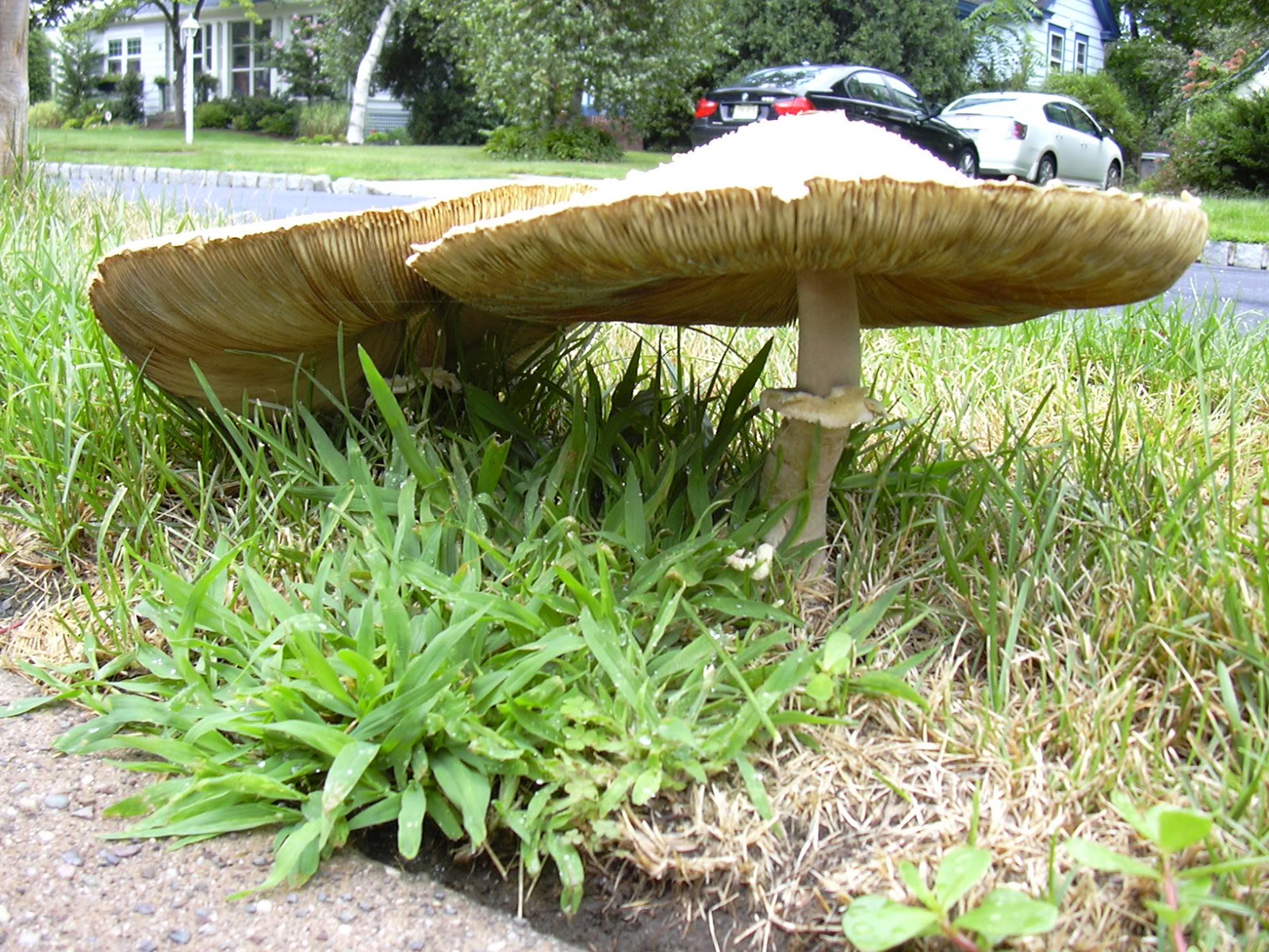 Nature Notes August Showers Bring Mushrooms