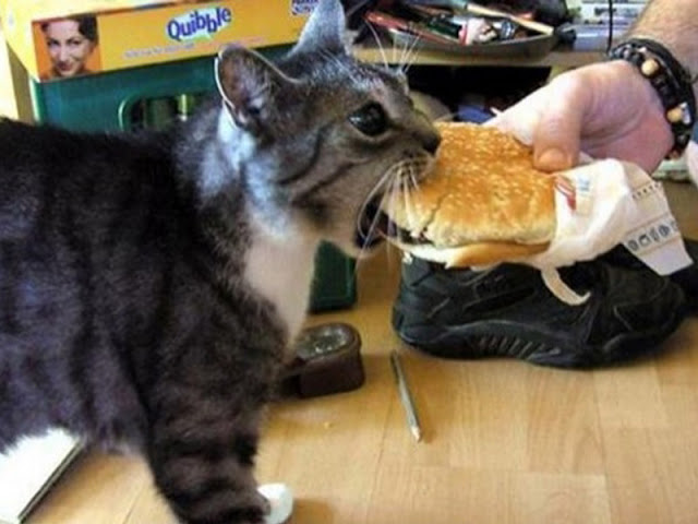 SUBHANALLAH, Ketahuilah Bila kucing suka datang kerumah bukan sekedar mita makan, Kucing merupakan agen pembawa rezeki dari Allah !!!